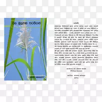 ֽ���ƽ����Ʋ�.����-������