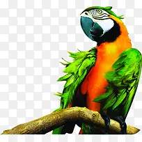 春天彩色鹦鹉树枝-空若网 春天彩色鹦鹉树枝-空若网