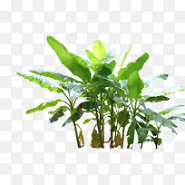 蕉树png素材-空若网 蕉树png素材-空若网