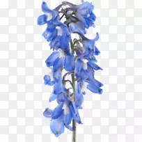 切花植物郁金香夹艺术-丁香-空若网 切花植物郁金香夹艺术-丁香-空若网