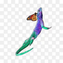 美丽动物-空若网 美丽动物-空若网