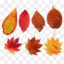 ��Ҷ����ͼ�񶯻�-ˮ��Ҷ-������