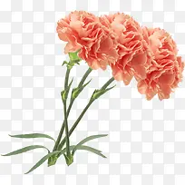 橙色康乃馨花朵植物-空若网 橙色康乃馨花朵植物-空若网