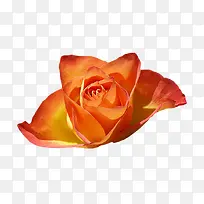 ��ɫʢ������-������