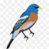 小鸟素描小鸟可爱-空若网 小鸟素描小鸟可爱-空若网