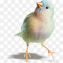 ��С��ɰ���-������