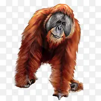 猩猩手绘动物创意-空若网 猩猩手绘动物创意-空若网