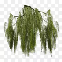 落泪柳树枝巨杉-常春藤-空若网 落泪柳树枝巨杉-常春藤-空若网