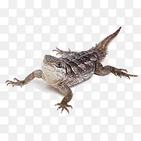 动物蜥蜴-空若网 动物蜥蜴-空若网