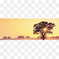 黄昏的大树-空若网 黄昏的大树-空若网