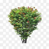 树-空若网 树-空若网