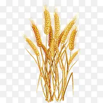 卡通麦穗-空若网 卡通麦穗-空若网