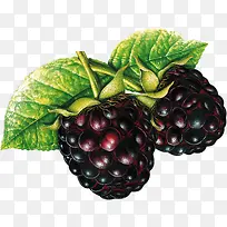 紫色桑葚食物野生-空若网 紫色桑葚食物野生-空若网