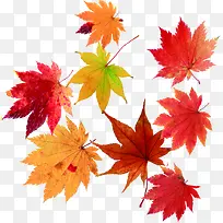 手绘彩色秋天枫叶-空若网 手绘彩色秋天枫叶-空若网