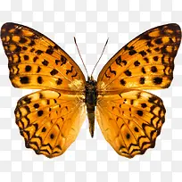 �ڵ����-������