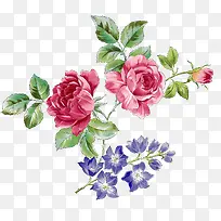 手绘玫瑰精美插画-空若网 手绘玫瑰精美插画-空若网