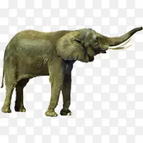 摄影非洲象高清效果-空若网 摄影非洲象高清效果-空若网