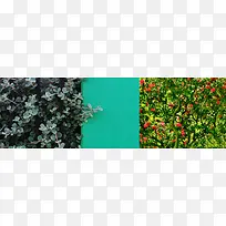 �Ա�����-������