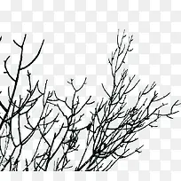 Ҷ��ˮ����֦-������