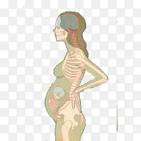 插画孕妇骨骼-空若网 插画孕妇骨骼-空若网