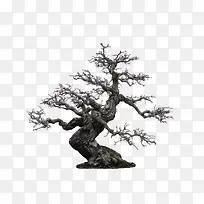 典雅树雕-空若网 典雅树雕-空若网