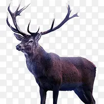 羚羊动物羚羊-空若网 羚羊动物羚羊-空若网