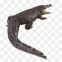 鳄鱼动物-空若网 鳄鱼动物-空若网