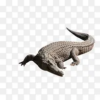 ���㶯��-������