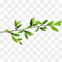 树枝植物图片-空若网 树枝植物图片-空若网