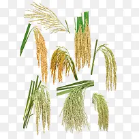 各式谷穗素材-空若网 各式谷穗素材-空若网