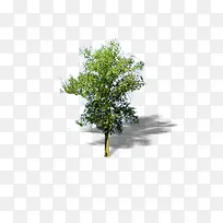 景观鸟瞰树-空若网 景观鸟瞰树-空若网