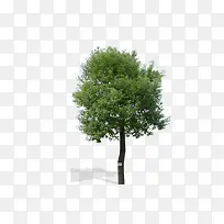 景观鸟瞰树-空若网 景观鸟瞰树-空若网