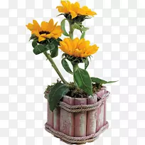 ���軨ƿ����������ֲ��-������