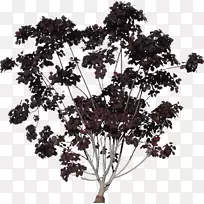 树枝高清晰度电视自然-爱情树-空若网 树枝高清晰度电视自然-爱情树-空若网