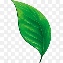 高清摄影一片绿叶-空若网 高清摄影一片绿叶-空若网