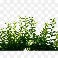 春天树枝丛绿-空若网 春天树枝丛绿-空若网