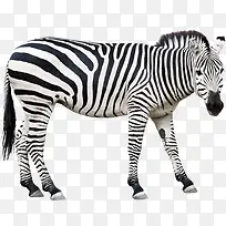 ����-������