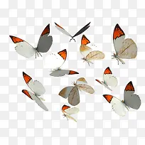 白色蝴蝶-空若网 白色蝴蝶-空若网