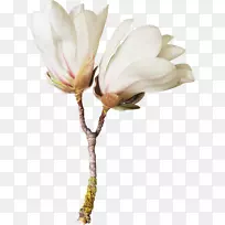 花玉兰博客剪贴画-vilakku-空若网 花玉兰博客剪贴画-vilakku-空若网