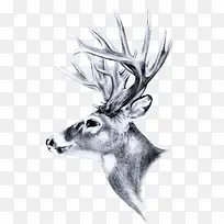 动物-空若网 动物-空若网