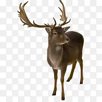 麋鹿动物鹿装饰-空若网 麋鹿动物鹿装饰-空若网