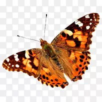 蝴蝶昆虫传粉者童婚蚂蚁-空若网 蝴蝶昆虫传粉者童婚蚂蚁-空若网