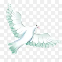 可爱白鸽-空若网 可爱白鸽-空若网