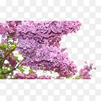 ���㻨��-������