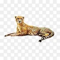 ��Ʒʵ�ﱪ��-������