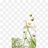 彩色唯美自然小花-空若网 彩色唯美自然小花-空若网