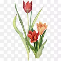 郁金香花水彩画-郁金香-空若网 郁金香花水彩画-郁金香-空若网