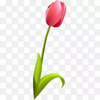 开花植物郁金香百合科花瓣郁金香-空若网 开花植物郁金香百合科花瓣郁金香-空若网