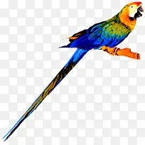 彩色卡通鹦鹉造型-空若网 彩色卡通鹦鹉造型-空若网