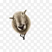 高清摄影动物造型-空若网 高清摄影动物造型-空若网